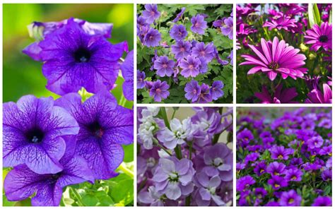 17 Fabulous Purple Flowering Annuals (Photos) - Garden Lovers Club