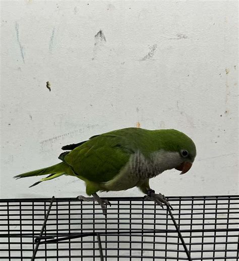 Male green quaker parrot