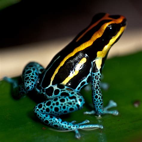 Poison Dart Frog Sitting on a Leaf | Small poison dart frog,… | Flickr