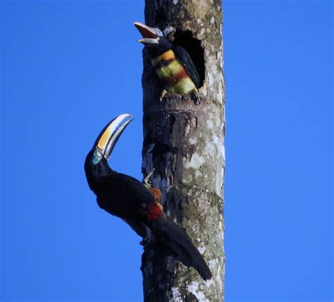 Amazon Birdwatching - Yasuni Tour - Yasuni Rainforest - Ecuador Amazon