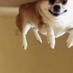 flying dog Meme Generator - Imgflip