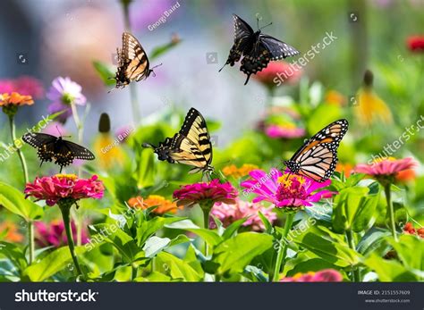 233,349 Butterfly Garden Pattern Images, Stock Photos & Vectors ...