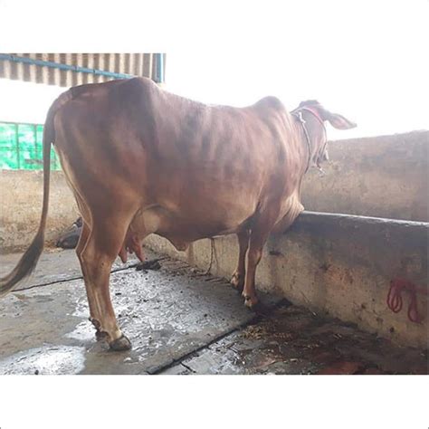 Black Jersey Cow at Best Price in Hyderabad, Telangana | Hassan Dairy Farm