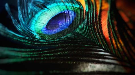 Peacock Feather Hd Wallpaper For Pc : Peacock Hd Wallpapers Feather Wallpaper Feathers 2321 ...