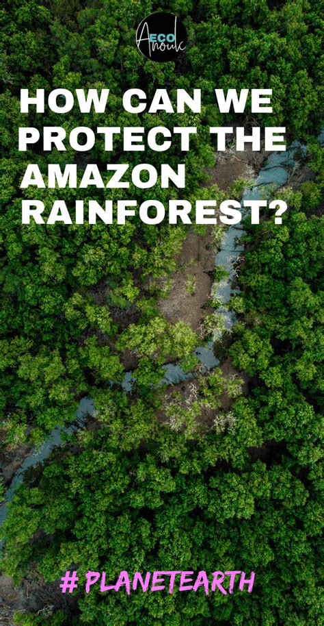 How Can We Help the Fires in the Amazon Rainforest?