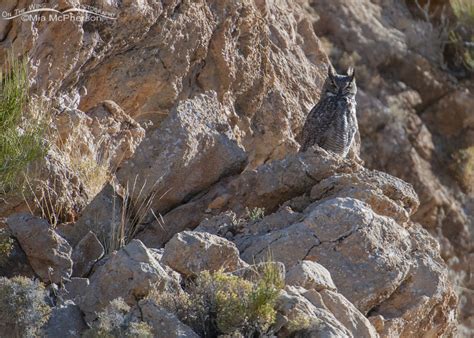 Great Horned Owl In Desert Habitat - On The Wing Photography