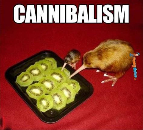 Animal memes kiwi cannibalism (With images) | Tastefully offensive, Funny pictures, Funny