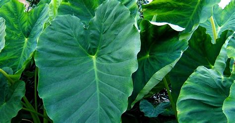 Nutritional Composition of Colocasia Esculenta – Scientific ASIA