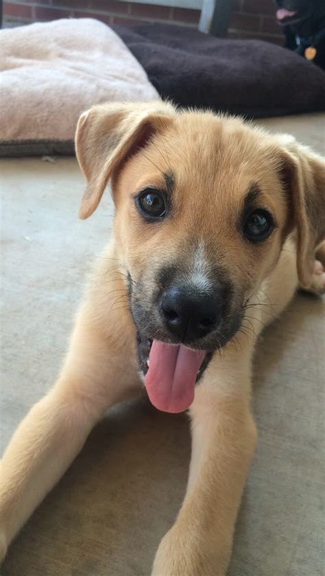 German Shepard Boxer Mix Puppy! | Boxer mix puppies, Boxer mix, Boxer mix dogs