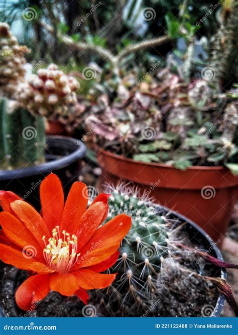 Red cactus flowers stock photo. Image of close, plant - 221122488