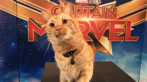 Goose the Cat steals the spotlight in 'Captain Marvel'