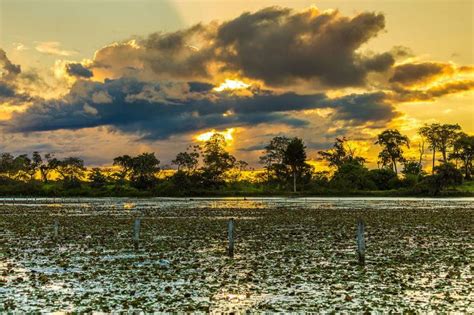 Pantanal Conservation Area: Sanctuary for Wildlife and Wetlands | LAC Geo