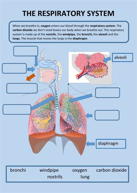 The respiratory system activity – Artofit