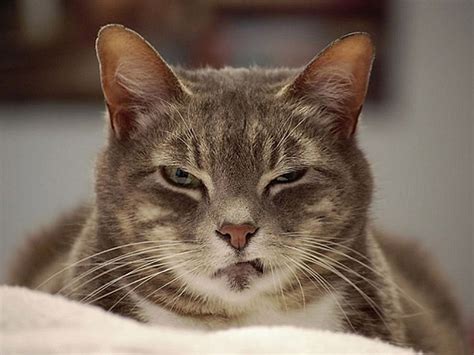 Hilarious photos of cats with VERY angry faces | Daily Mail Online