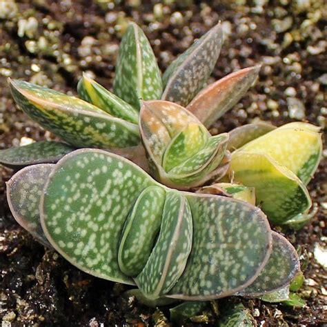 Gasteria minima | Succulents, Types of succulents plants, Plants