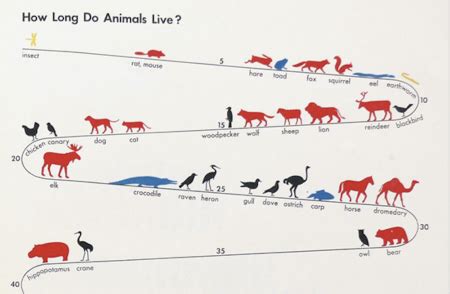 Average Animal Lifespan Chart - The Poke