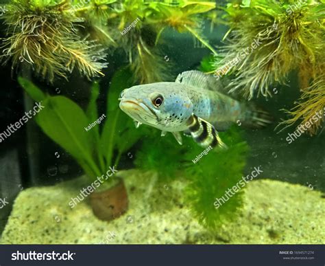 Snakehead Fish Aquarium Tank Stock Photo 1694571274 | Shutterstock