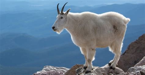 Goat - A-Z Animals