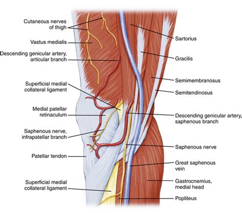 Knee Arthroscopy: Setup, Diagnosis, Portals, and Approaches ...