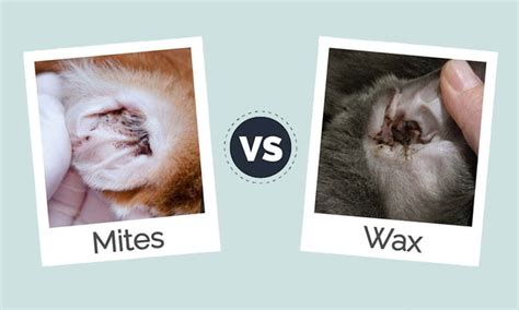 Dog Ear Mites Vs. Ear Wax: How To Spot The Difference - 9GAG