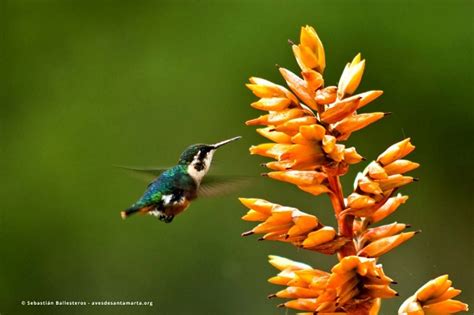 Aves endémicas, un tesoro en la Sierra Nevada de Santa Marta