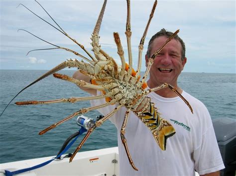 fresh catch | lobster season | udner the sea | grand isle resort ...