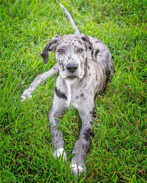 Merle Great Dane: Facts, Genetics, Health, Puppy Prices & FAQs