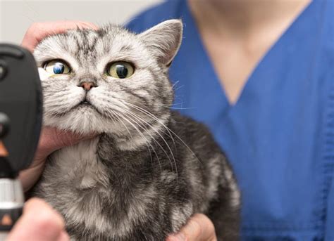 Cherry Eye in Cats | PetMD