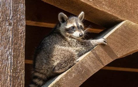 Everything You Should Know About Raccoon Control In Portsmouth