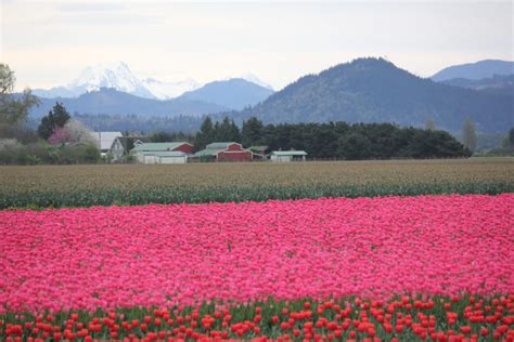 A Blissful, Flower-Filled Guide To Skagit Valley, Washington In Late Summer