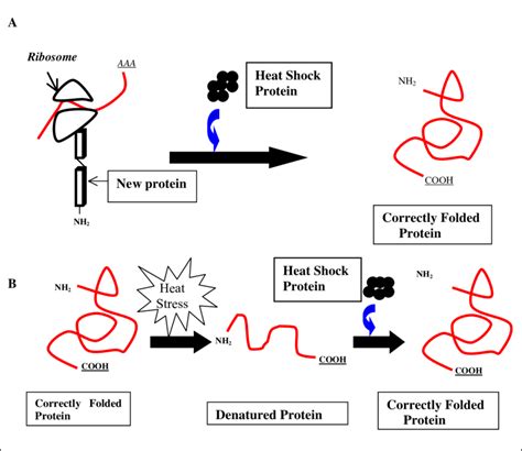 Denaturation of Proteins: What is it? | ChemTalk