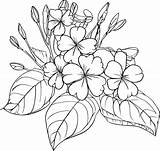 botanical Line Drawing Vintage coloring Pages  sketch template