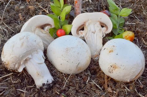 Setas Extremadura : Agaricus Bisporus