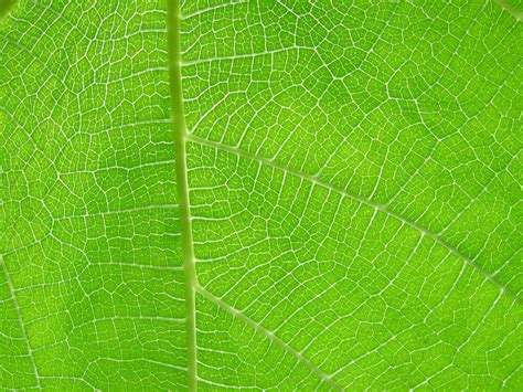 Leaf texture by idolminds on DeviantArt