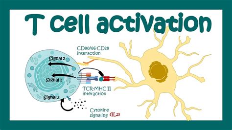 T cell activation | What are the 3 signals for T cell activation? T cell differentiation ...