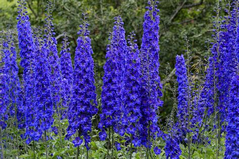 How to grow delphiniums - Trendradars Latest