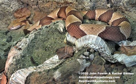 AMERICAN COPPERHEADS Agkistrodon (species)