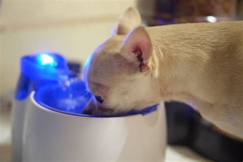 The Best Dog Water Fountains of 2021 - Pet Life Today