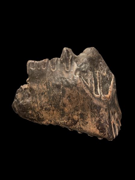 Stegodon (Trigonocephalus) - Solo River, Java – Fossil Atelier