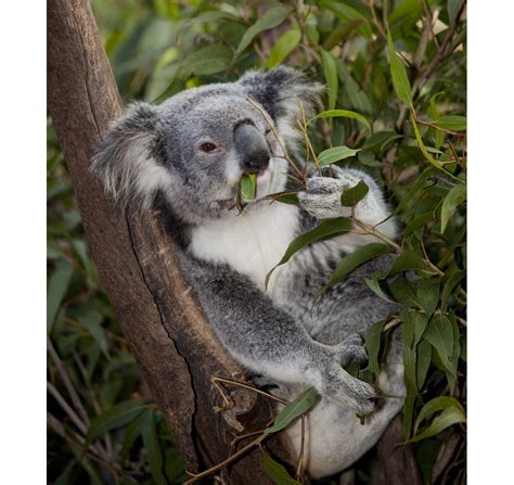 Recklessly: Koala Eucalyptus Tree Species