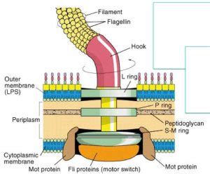 Bacterial Flagella: structure, types and function - Online Biology Notes