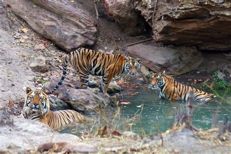 Tigers Of Bandhavgarh | Bandhavgarh Tiger Safari