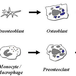 Osteoblast Osteocyte A And Osteoclast B