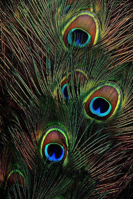 Peacock tail | Peacock feather art, Peacock images, Feather wallpaper