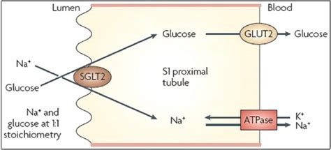 Sodium–glucose co-transporter 2 (SGLT2) catalyses the active transport... | Download Scientific ...