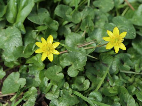 Lesser Celandine - A Foraging Guide to Its Food, Medicine and Other Uses