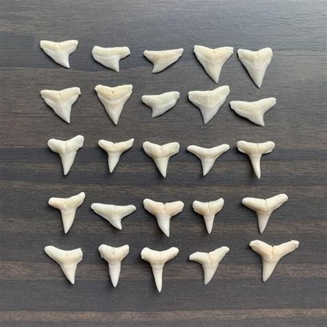 Modern Bull Shark Teeth 1/2 to 5/8 | Etsy | Shark teeth, Bull shark, Shark tooth fossil
