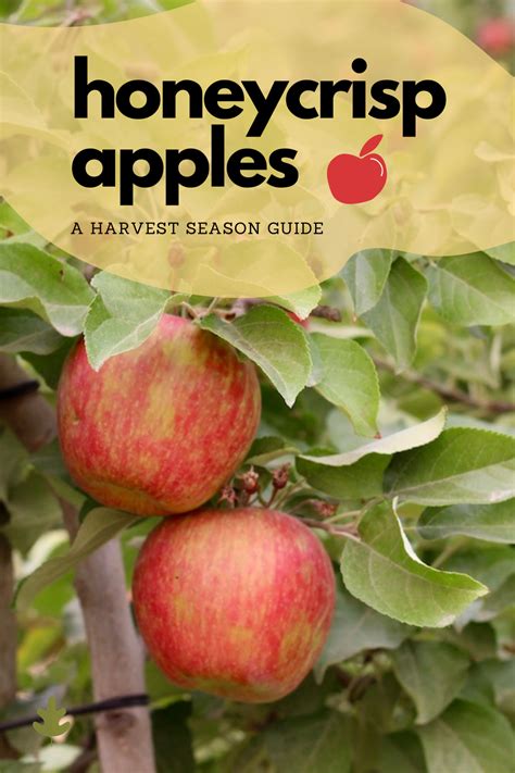 Honeycrisp Apples: A Guide To Harvest Season’s Most Sought-After Variety Of Apple | Honeycrisp ...