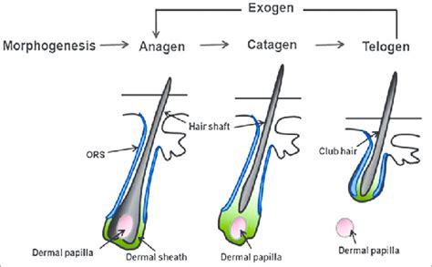 Hair cycle: Anagen phase, catagen phase and telogen phase | Download Scientific Diagram