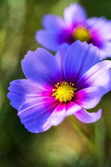 blue cosmos | Cosmos flowers, Flowers, Amazing flowers